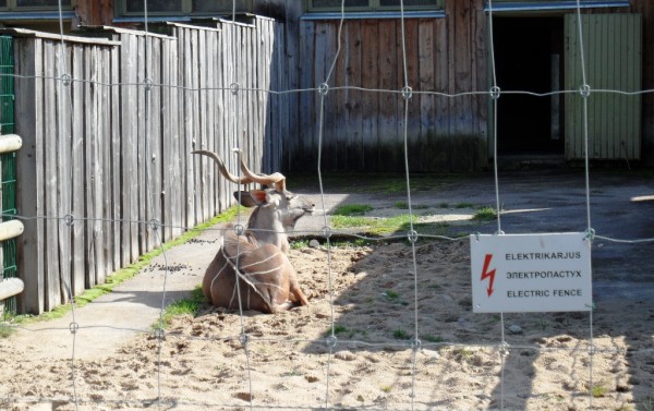 Tallinn Zoo electric fence