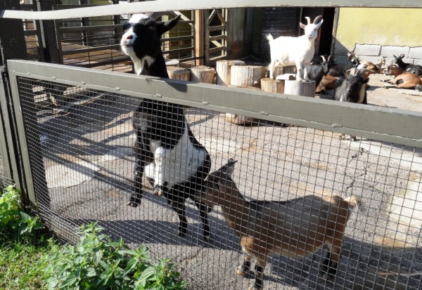 Tallinn Zoo goats
