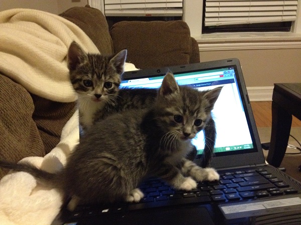Kitties on laptop