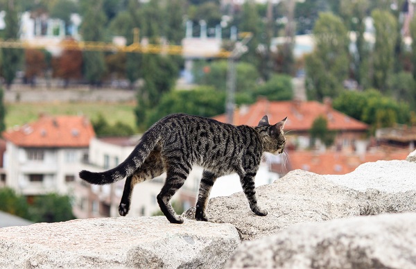 Cat on ruins