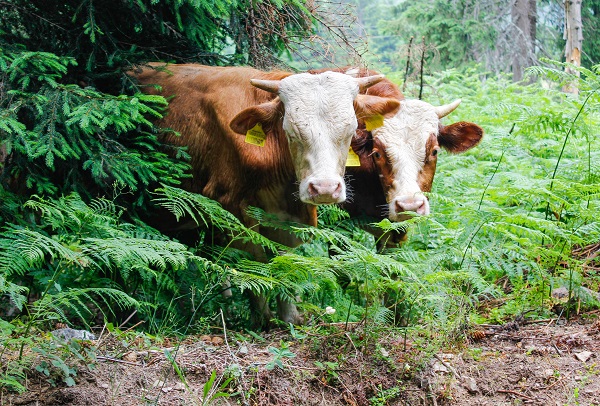Kosovo cows
