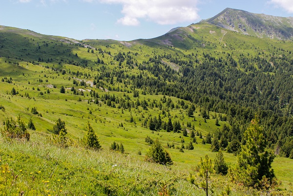 Montenegro forest
