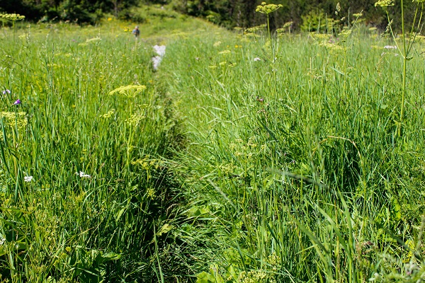grass path