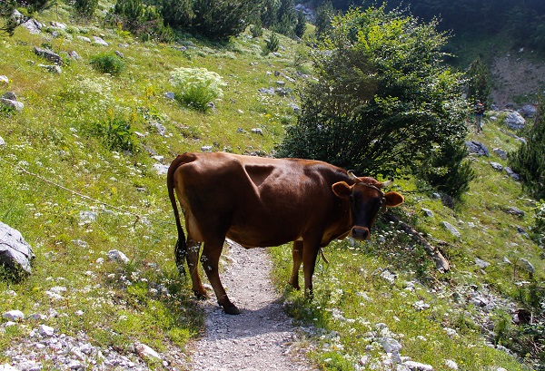 cow on path