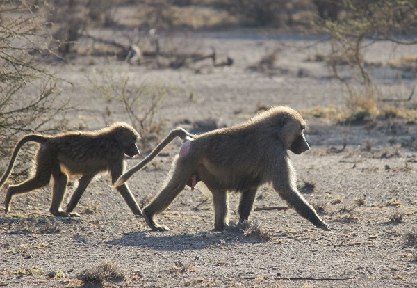 baboon pair