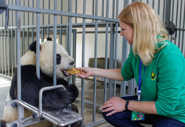 volunteering with pandas feeding