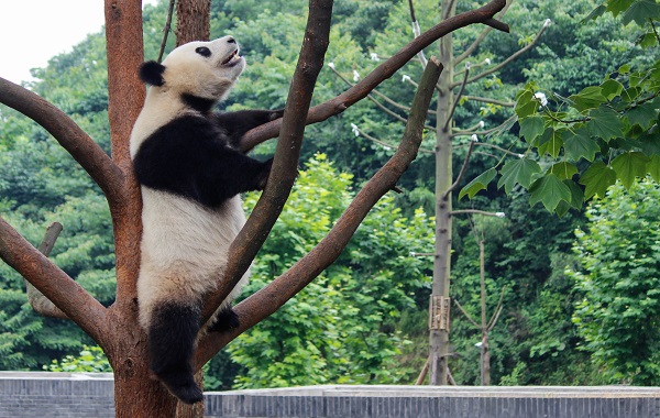 panda in tree