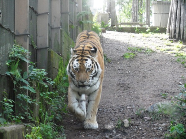 Siberian Tiger at Helsinki Zoo