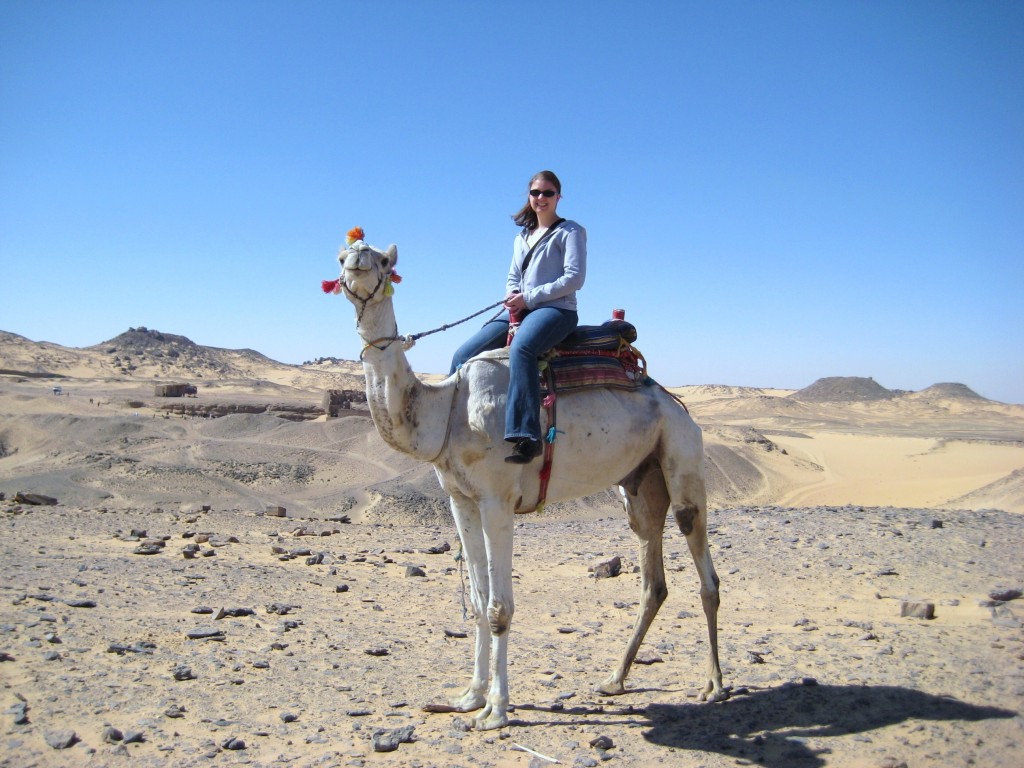 Camel in Egypt
