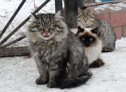 Cats in Irkutsk, Russia
