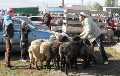 Karakol animal market, Kyrgyzstan