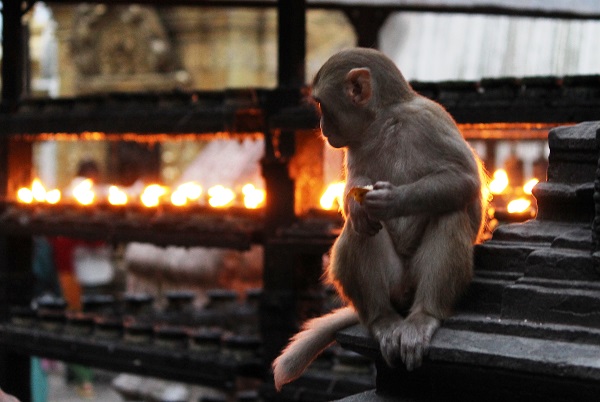 Swayanbhunath monkey