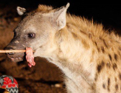 Hyena close up