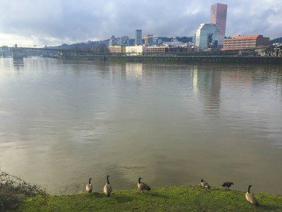 Portland skyline and ducks