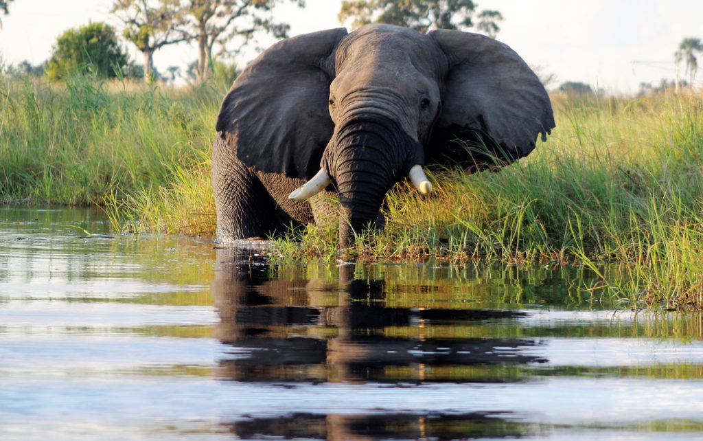 Elephant Okavango Delta